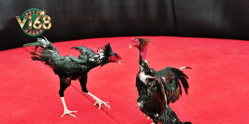 Bộ môn hấp dẫn tại sảnh game của Vi68 