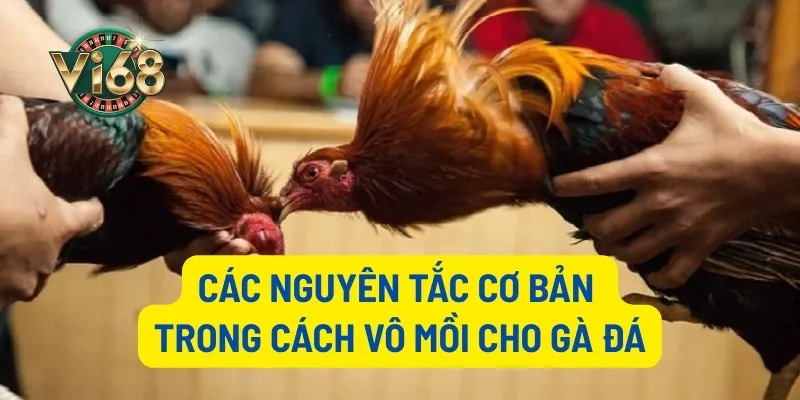 Các nguyên tắc cơ bản trong cách vô mồi cho gà đá