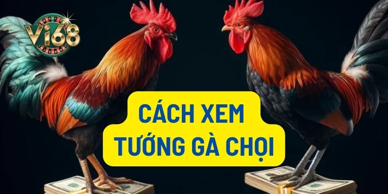 Cách xem tướng gà chọi thumb