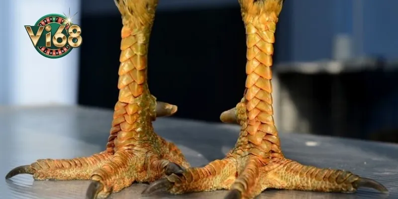 Cách xem tướng gà chọi qua chân gà