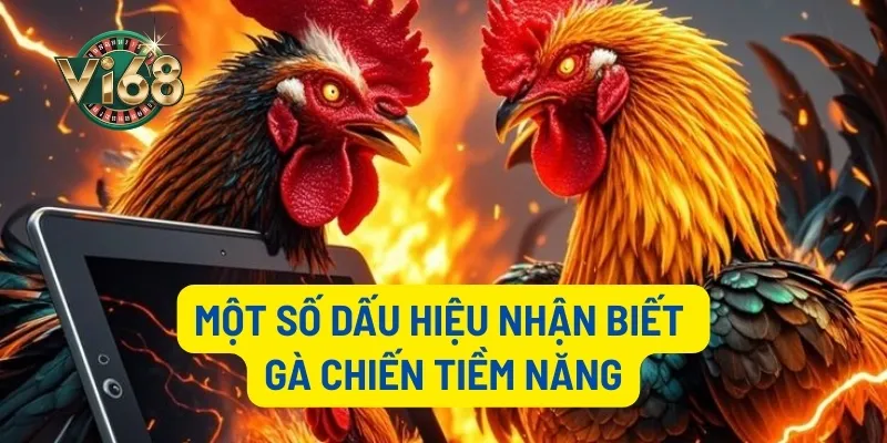 Một số dấu hiệu nhận biết gà chiến tiềm năng