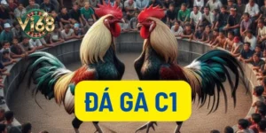 Đá gà C1 thumb