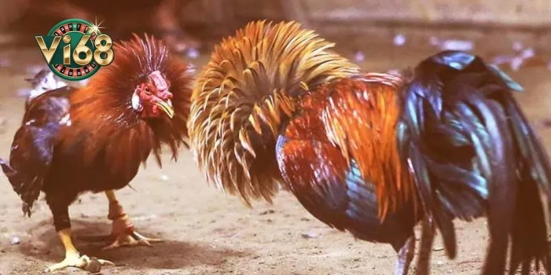 Kinh nghiệm chơi đá gà C1