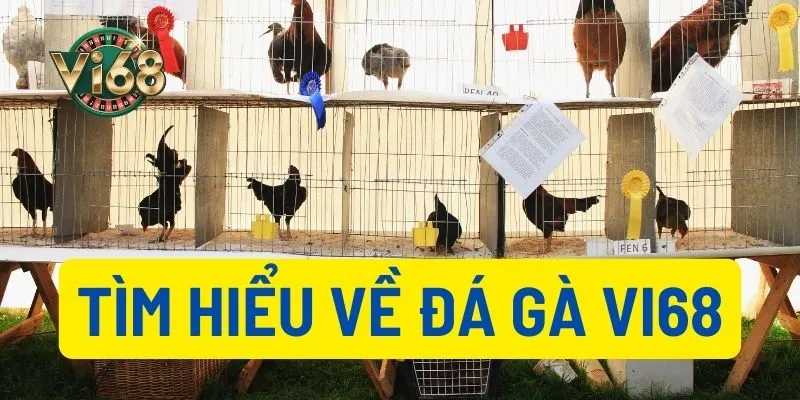 Một số thông tin về sảnh đá gà Vi68