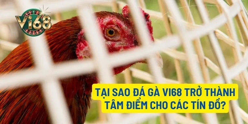 Những lí do khiến sảnh đá gà Vi68 thu hút được người chơi