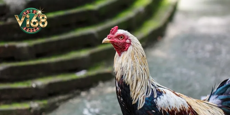 Những thắc mắc chung của người chơi về gà chọi ngũ sắc