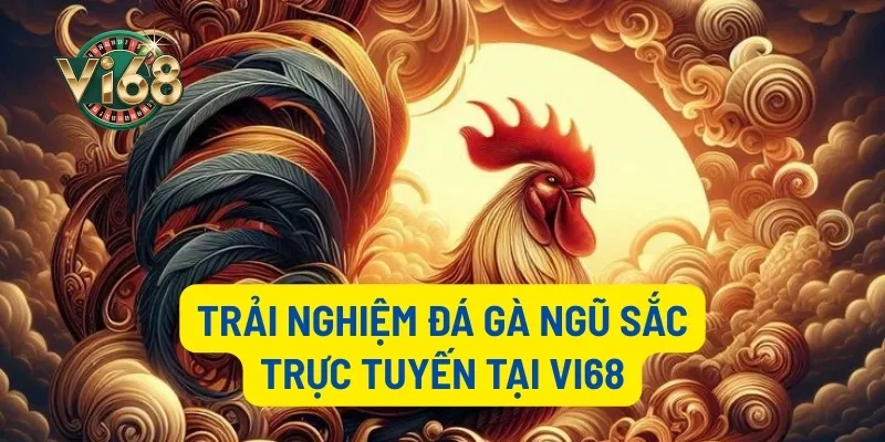 Trải nghiệm đá gà ngũ sắc trực tuyến tại Vi68