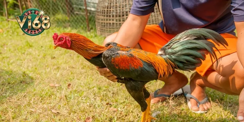 Cách tham gia đá gà ngũ sắc tại Vi68
