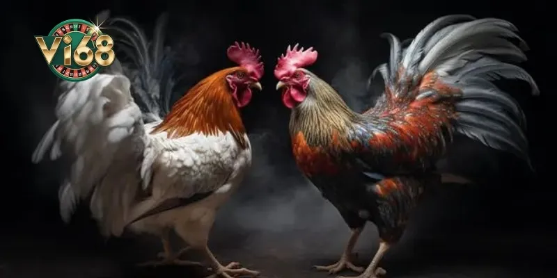 Đánh giá vảy gà song cúc và khả năng chiến đấu thực tế