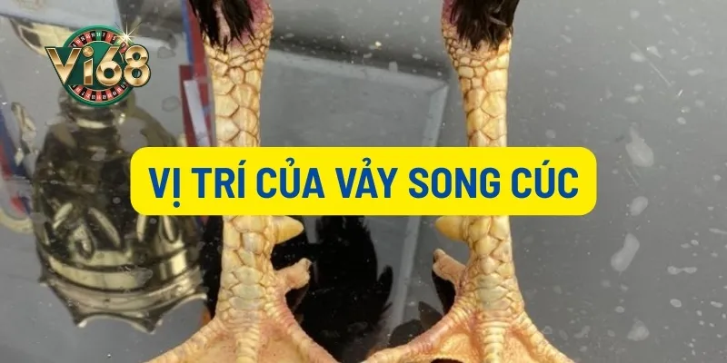 Vị trí xuất hiện của vảy song cúc